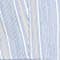 WEISS/ HELLBLAU/ BEIGE