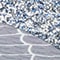HELLBLAU/ SILBER