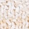 ECRU/ BEIGE
