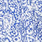 BLAU/ WEISS