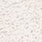 WEISS/ BEIGE
