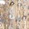 BEIGE/ SILBER