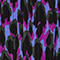 SCHWARZ/ FUCHSIA/ HELLBLAU