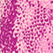LIGHT PINK/ PINK/ FUCHSIA