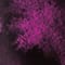SCHWARZ/ PINK