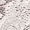 BEIGE/ ECRU/ TAUPE