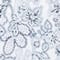 WEISS/ BLAU/ HELLLILA