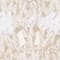 BEIGE/ ECRU