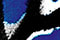 MORPHO BLUE