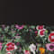 SCHWARZ/ PINK/ GELB