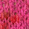 PINK/ DUNKELBLAU/ OLIV