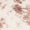 ECRU/ PINK/ TAUPE