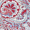 CREME/ HELLBLAU/ ROT