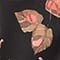 SCHWARZ/ LACHS/ HELLBLAU