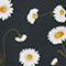 BLACK/ WHITE/ YELLOW