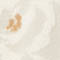 CREME/ GRAU/ BRAUN