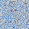 BLAU/ DUNKELBLAU/ HELLBRAUN