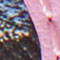 ROSA/ BLAU