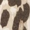 CREME/ DUNKELBRAUN/ TAUPE