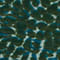 MINT/ GRÜN/ PETROL