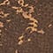 DARK BROWN/ BEIGE