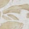 CREME/ BEIGE