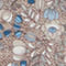 BEIGE/ BLAU/ HELLBLAU
