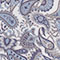 GRAU/ HELLGRAU/ BLAU