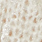 ECRU/ SILVER