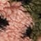 PINK/ OLIVE/ BLACK