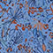 BLAU/ DUNKELBLAU/ COGNAC