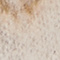 BEIGE/ SCHWARZ