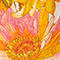 ECRU/ ORANGE/ ROSA