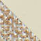 GOLD/ ECRU