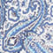 WEISS/ BLAU/ HELLBLAU