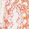 ORANGE/ ROSA/ WEISS