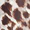 BROWN/ BEIGE/ BLUE