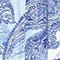 BLAU/ WEISS