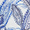 WEISS/ BLAU