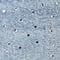 D259 coal blue random wash