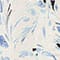 CREME/ BLAU