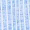WEISS/ BLAU