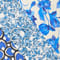 BLAU/ WEISS