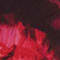 DUNKELROT/ ROT