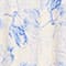 BLAU/ CREME