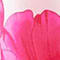 ECRU/ PINK