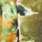 GREEN/ ORANGE