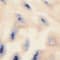 ECRU/ BEIGE/ BLUE