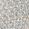 BLAUGRAU/ CREME/ GOLD