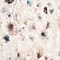CREME/ BLAUGRAU/ BEIGE